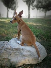 Dog standing on grassy field