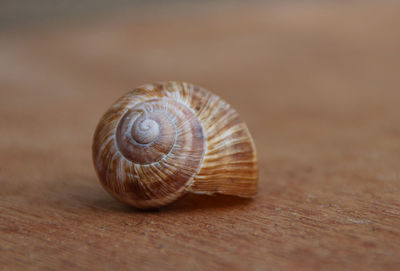 Close-up of snail on wood