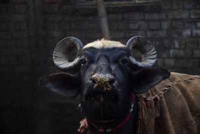 Portrait of sheep against wall