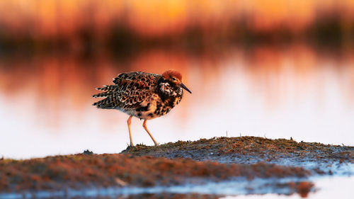 Bird perching on a rock at lakeshore