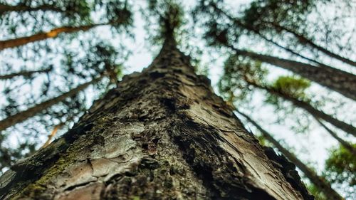 Low angle view of tree against sky