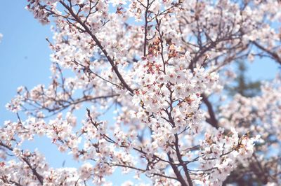 Low angle view of cherry blossoms in spring