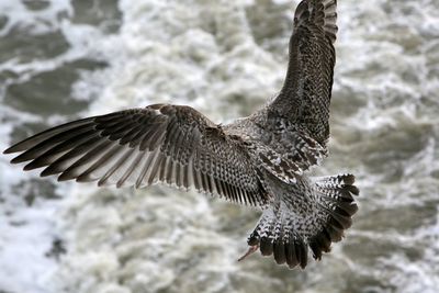 Close-up of bird