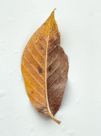 leaf