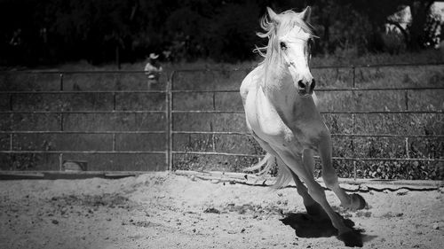 Horse standing in field