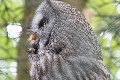 Close-up of eagle