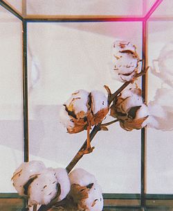 Close-up of flower vase against wall