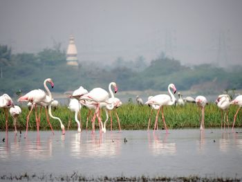Flock of birds in lake