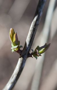 Close-up of plant against blurred background