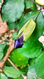 Close-up of plant against black background