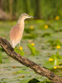 Close-up of bird perching on tree