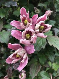 Close-up of pink flowering plant