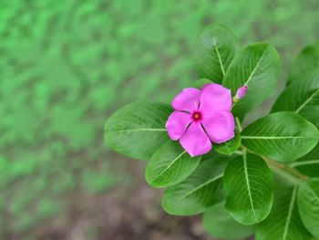 Close-up of pink flowering plant leaves