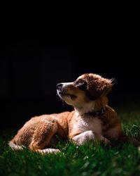 Dog looking away on field over black background