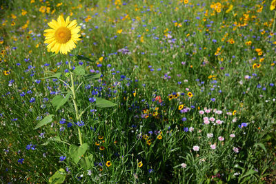 Close-up of purple flowering plants on field