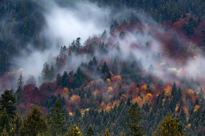 Panoramic view of trees in forest against sky during autumn