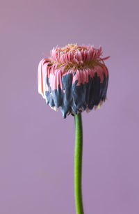 Close-up of pink flower with blue color against  lila background