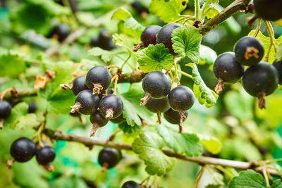 Close-up of berries growing on tree