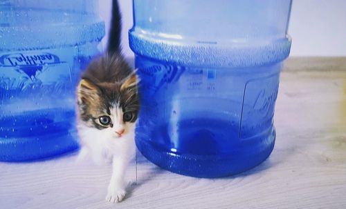 Portrait of cat with blue eyes