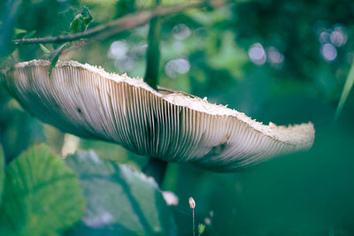 Close-up of mushroom growing outdoors