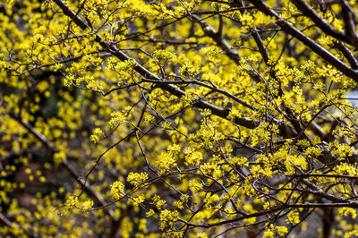 Low angle view of yellow flowering tree