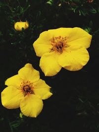 Close-up of yellow flowers blooming outdoors