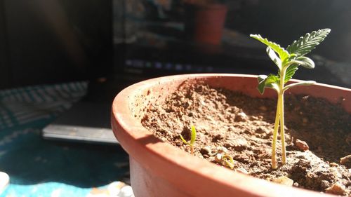 Close-up of potted plant