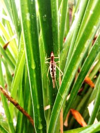 Close-up of insect on plant