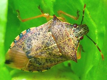Close-up of insect on leaf