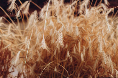 Close-up of wheat field