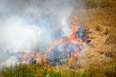 Panoramic view of fire in forest