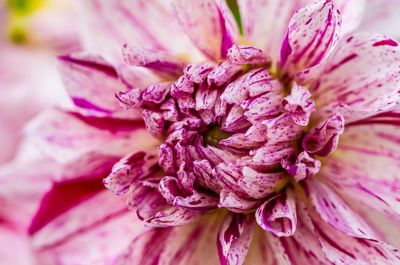 Macro shot of pink flower