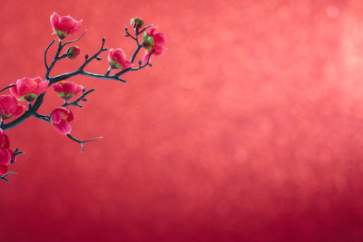 Close-up of flowers against red background during christmas