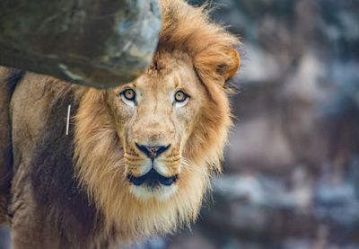 Portrait of lion