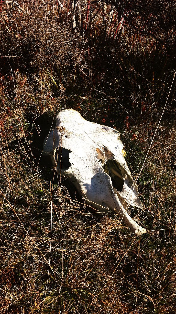 HIGH ANGLE VIEW OF ANIMAL SKULL ON LAND