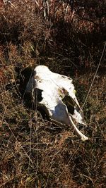 High angle view of abandoned car on field