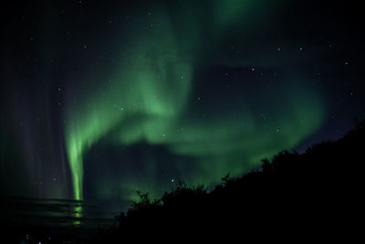 Low angle view of silhouette trees against sky at night