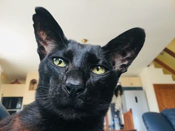 Close-up portrait of black cat at home