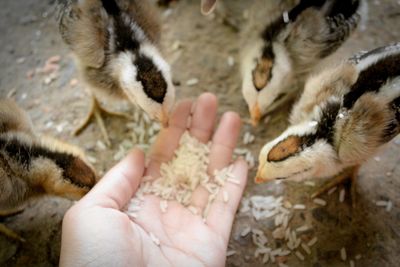 High angle view of hand feeding