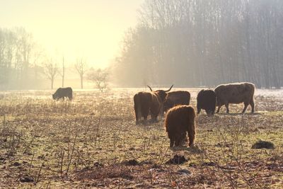 Horses grazing on grassy field