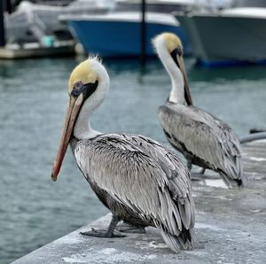 pelican