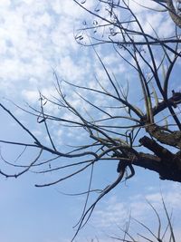 Low angle view of tree against sky