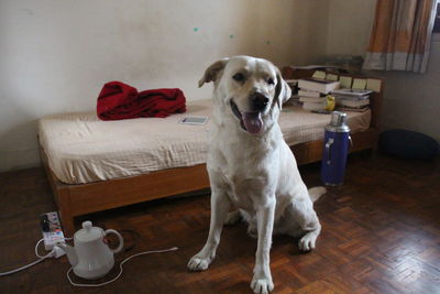 Dog sitting on table at home