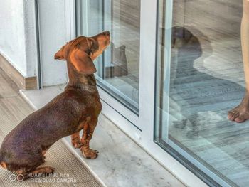 Dog looking through window