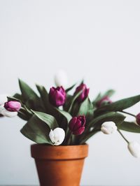 Close-up of pink flower vase against white background