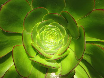 Close-up of succulent plant