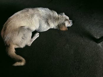 High angle view of a dog