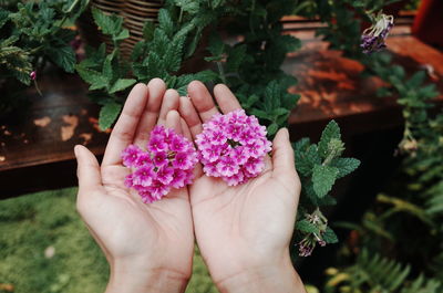 Close-up of hands holding pink flowering plants