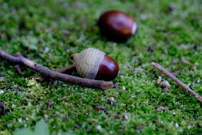 Close-up of snail on mushroom