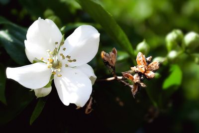 Close-up of white cherry blossom tree